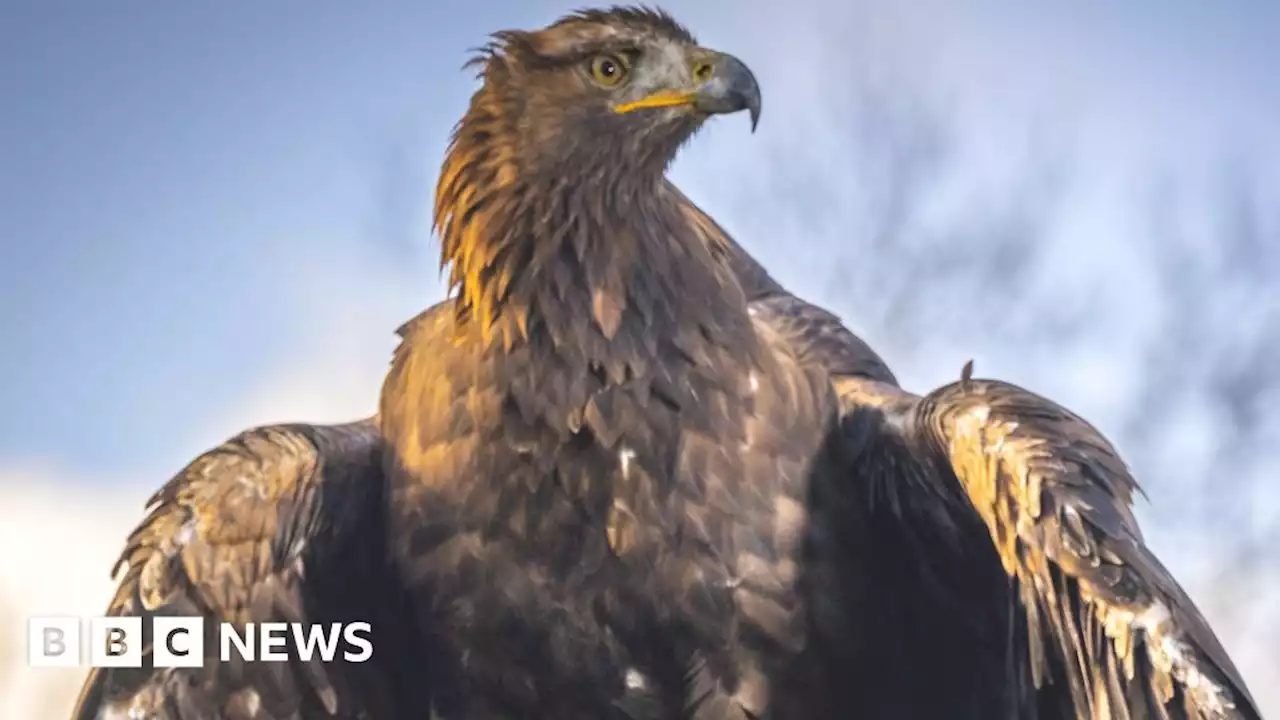 Golden eagle project swoops for national honour