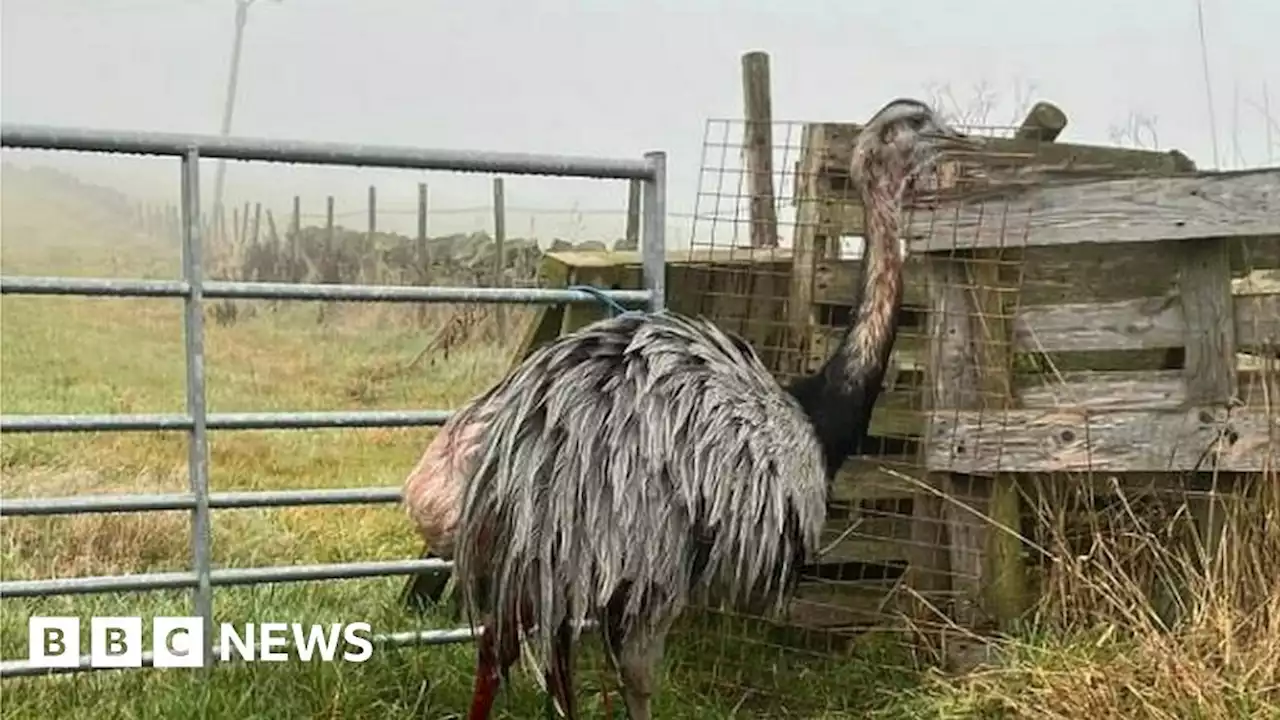 Halifax: Pet rhea dies after 'horrific' dog attack