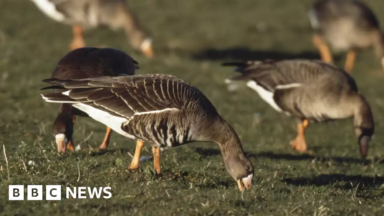 Suffolk RSPB says cables plan will 'damage' nature reserves