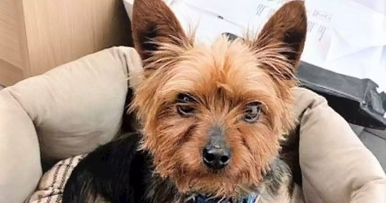 Yorkie was taken to vet to be put to sleep by family who said he was 'unwanted'