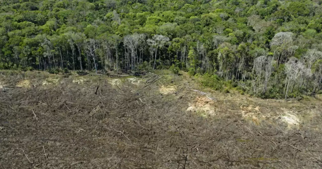 Más del 75 % de la deforestación de Colombia se concentra en cinco parques nacionales