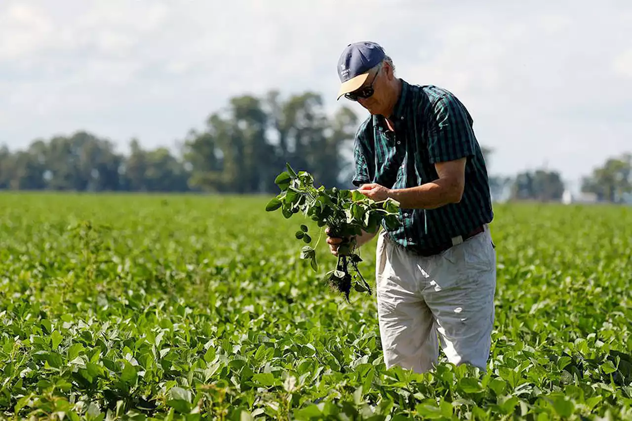 Argentine exchange says early soy in core farm belt hit by drought - BusinessWorld Online