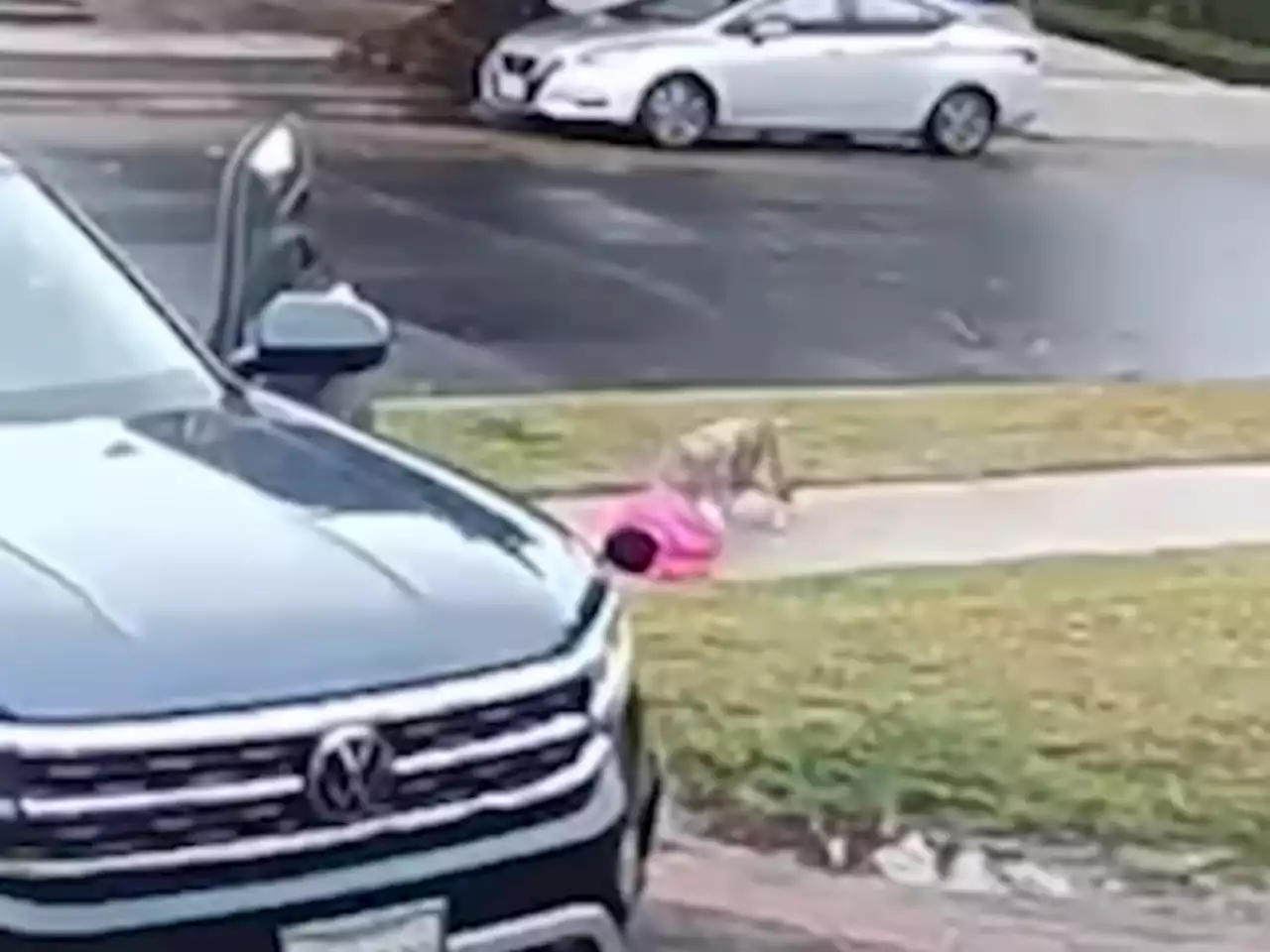 Video shows coyote grabbing toddler outside L.A. home