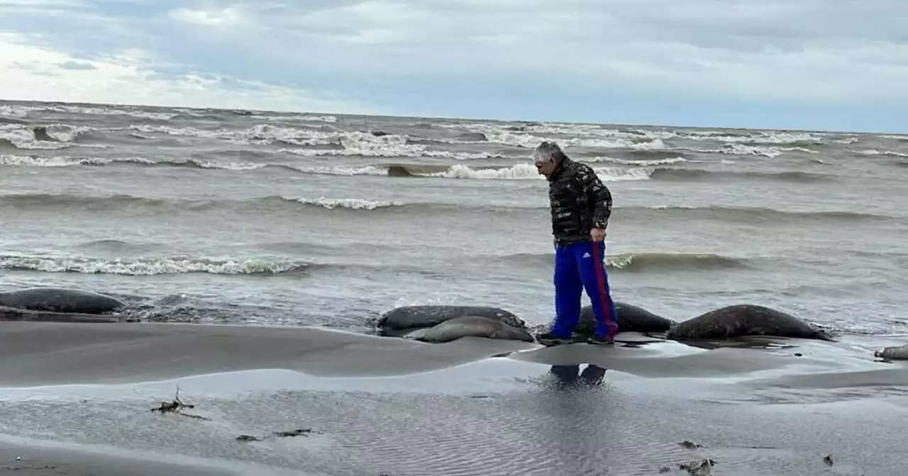 2,500 endangered seals found dead along Caspian Sea coast in Russia