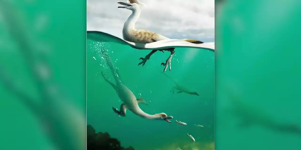 Newly discovered dinosaur may have dived like a duck