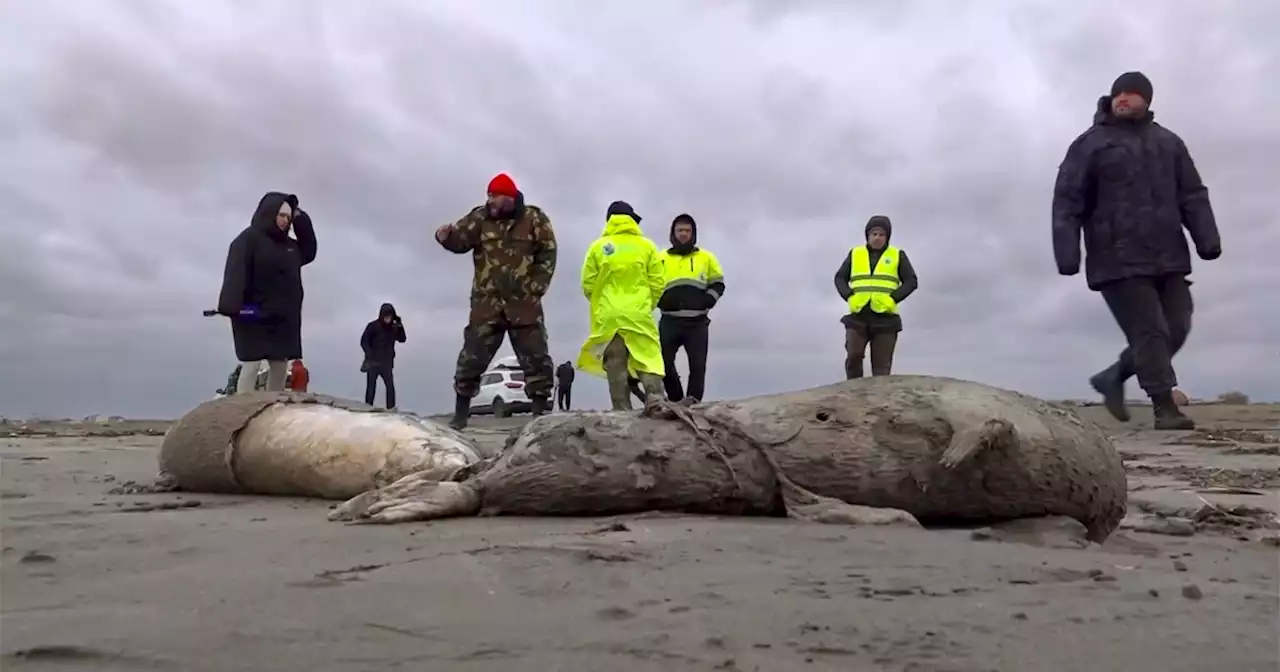 2,500 seals wash up dead on Russian Caspian Sea coast