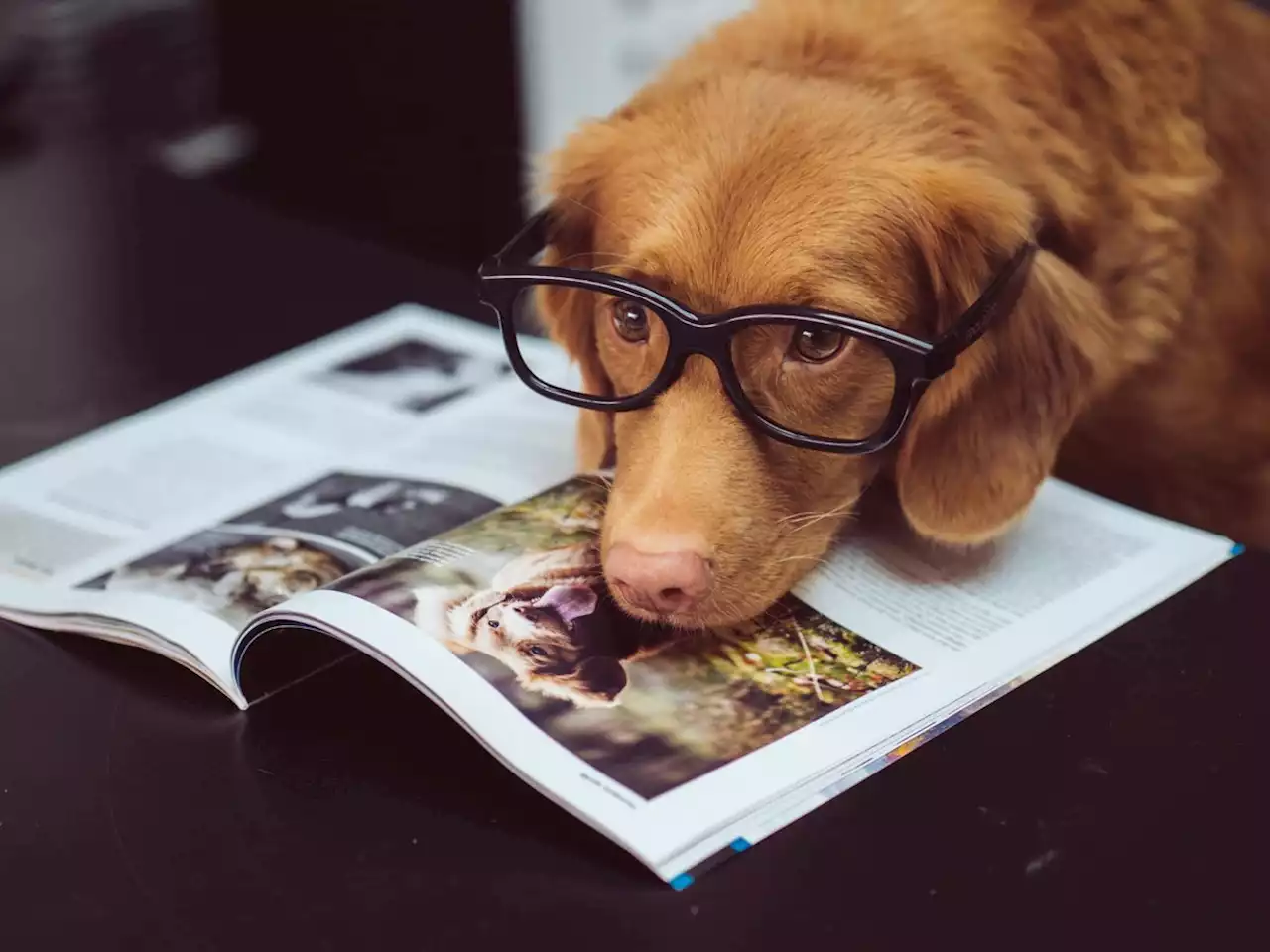 Kids Can Read To A Dog At Montgomery County Public Libraries In December