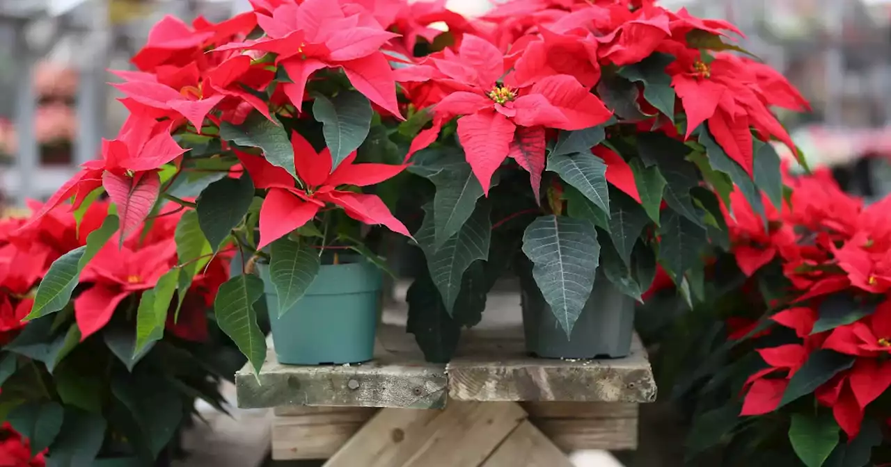 Bonitas y baratas: El Festival de Flores de Nochebuena llega a Reforma