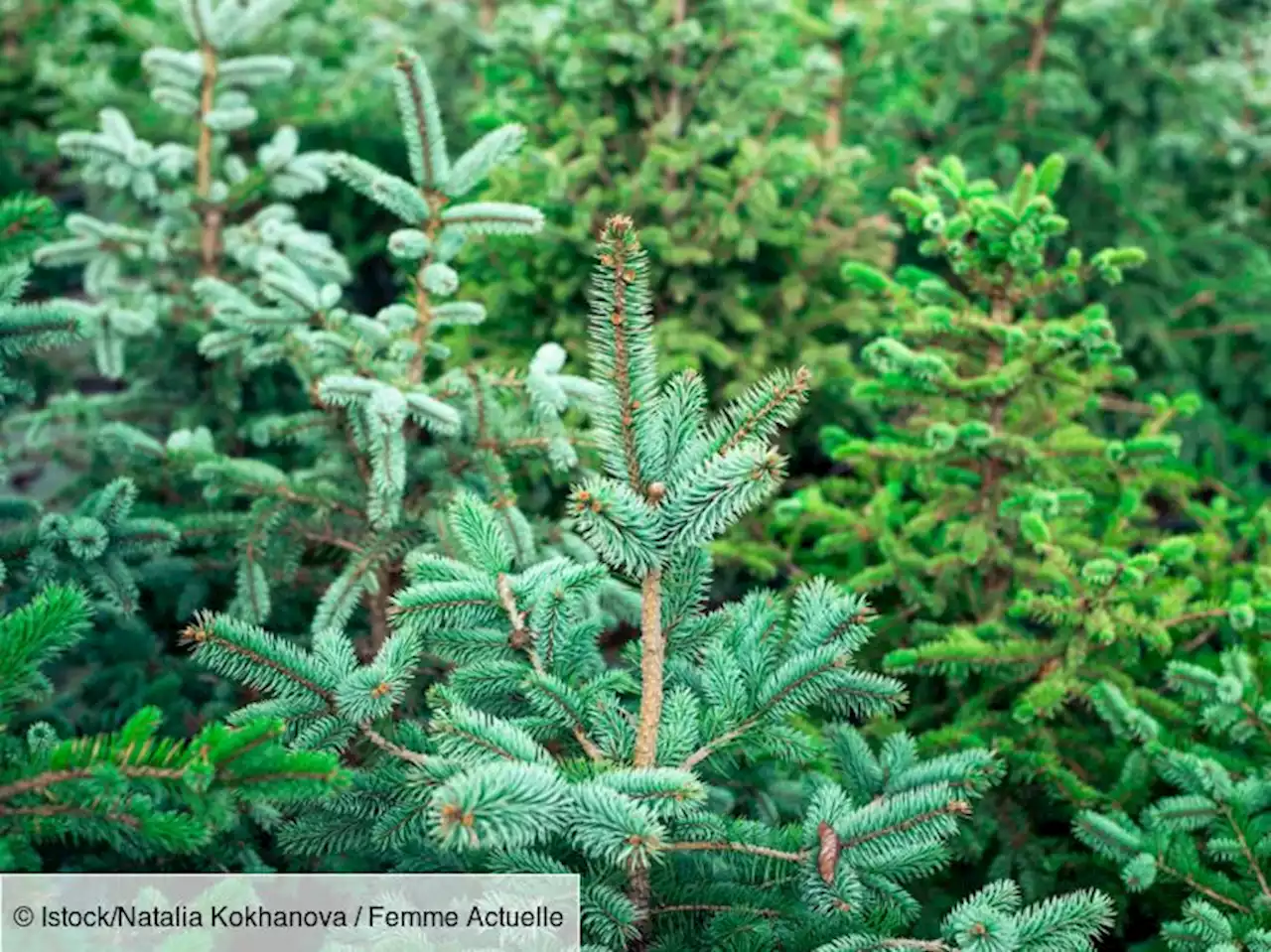 Sapin de Noël : ces astuces pour l'acheter le moins cher possible