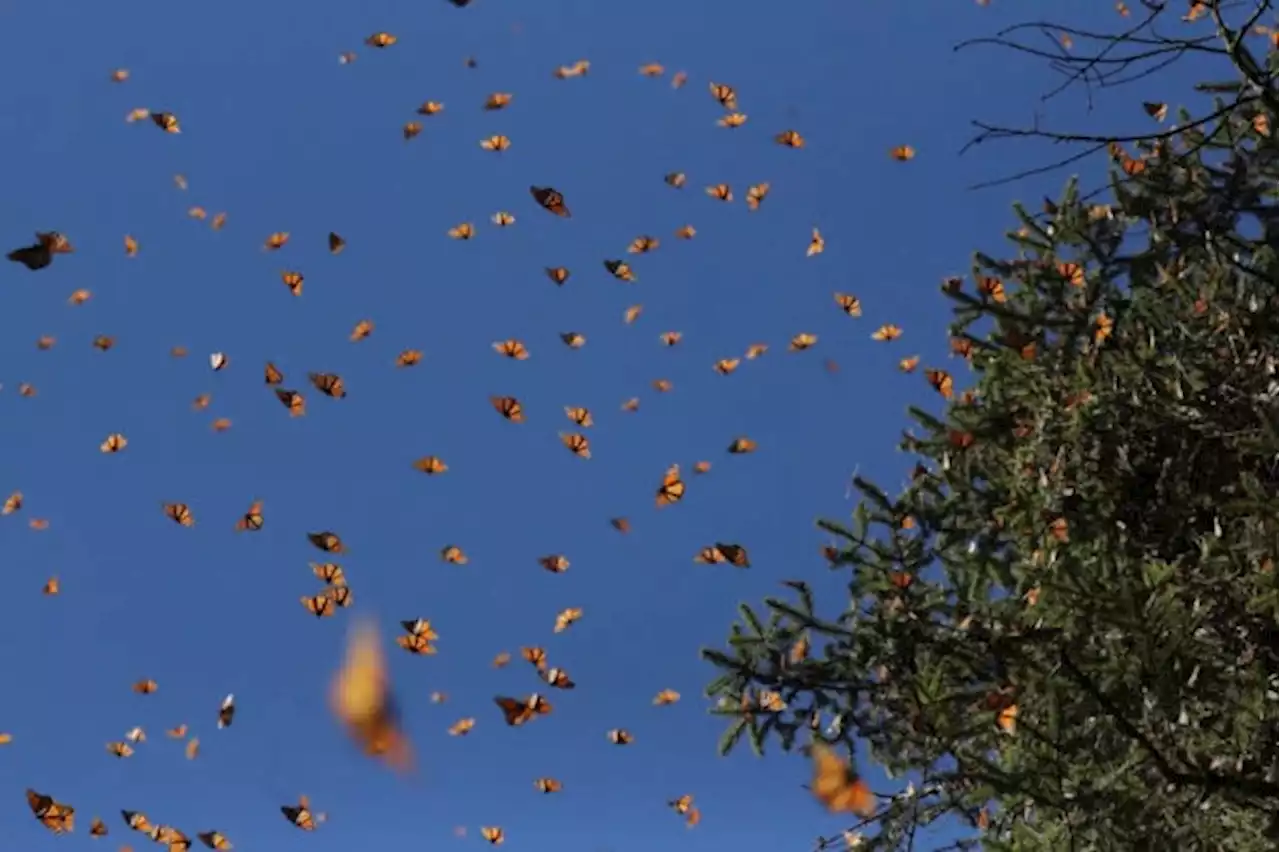 In Mexico, endangered monarch butterflies inspire hopes of a comeback