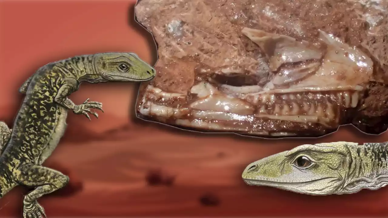 200-million-year-old lizard found in storeroom cupboard pushes origin of reptiles by 35 million years