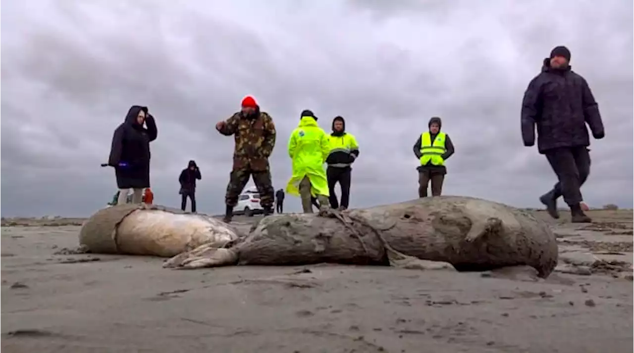 2.500 dead seals found on Russia's Caspian coast