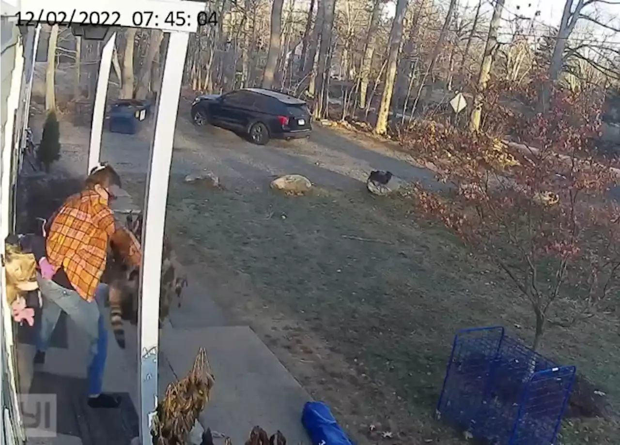 VIDEO: Connecticut mother rushes to rescue daughter from raccoon’s unprovoked attack on front doorstep