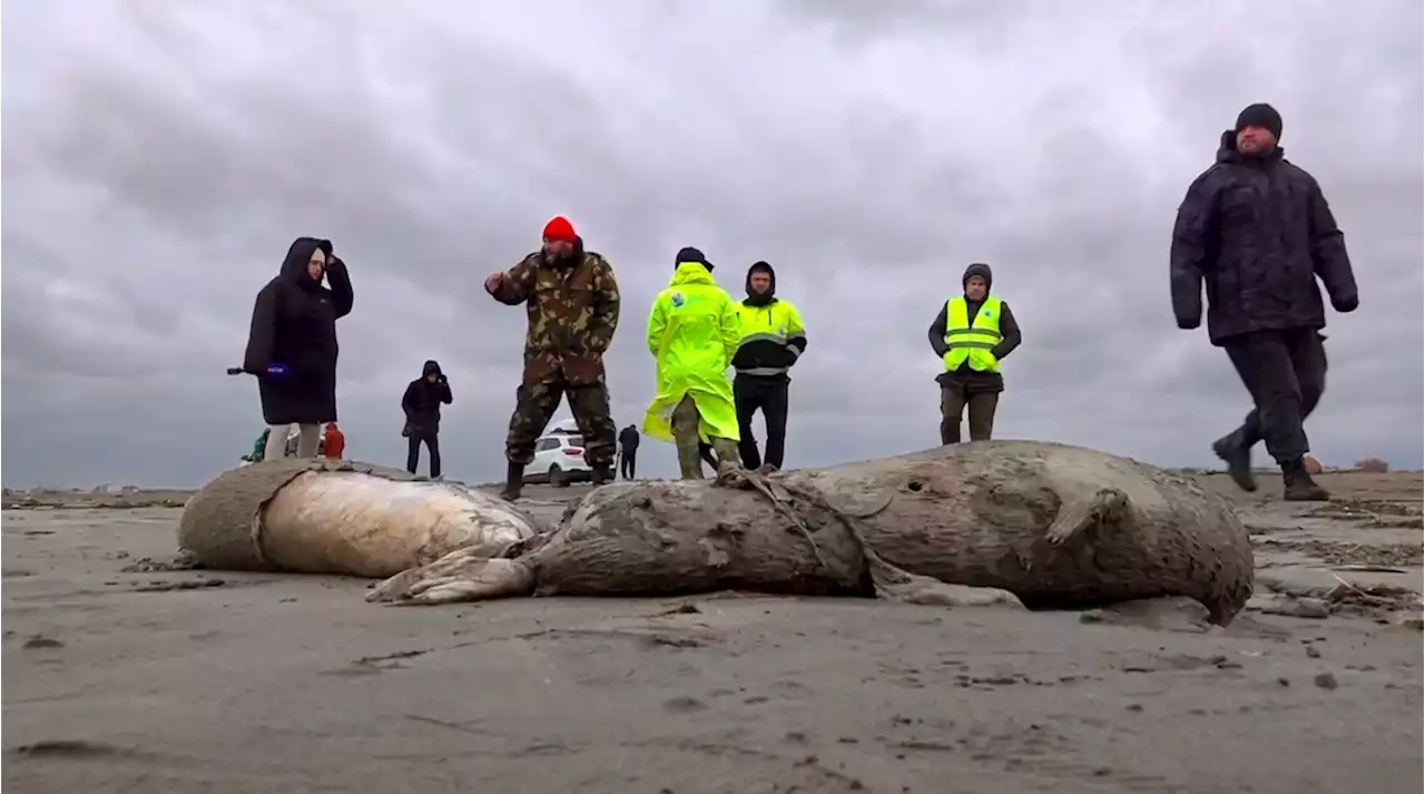 Aparecen mil 700 focas muertas sobre el mar Caspio