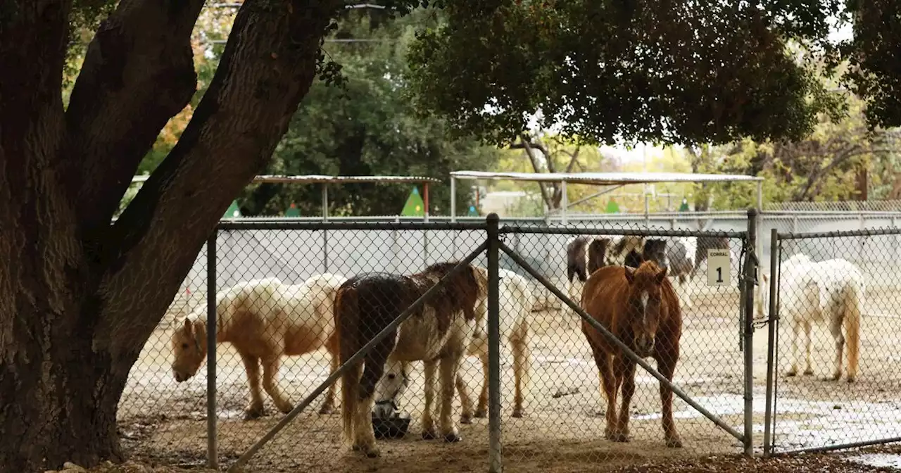 After more than 70 years, Griffith Park Pony Rides to close this month