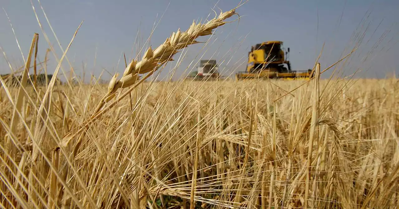 Se viene el remate del primer lote de trigo de la campaña 2022-2023 | Agricultura | La Voz del Interior