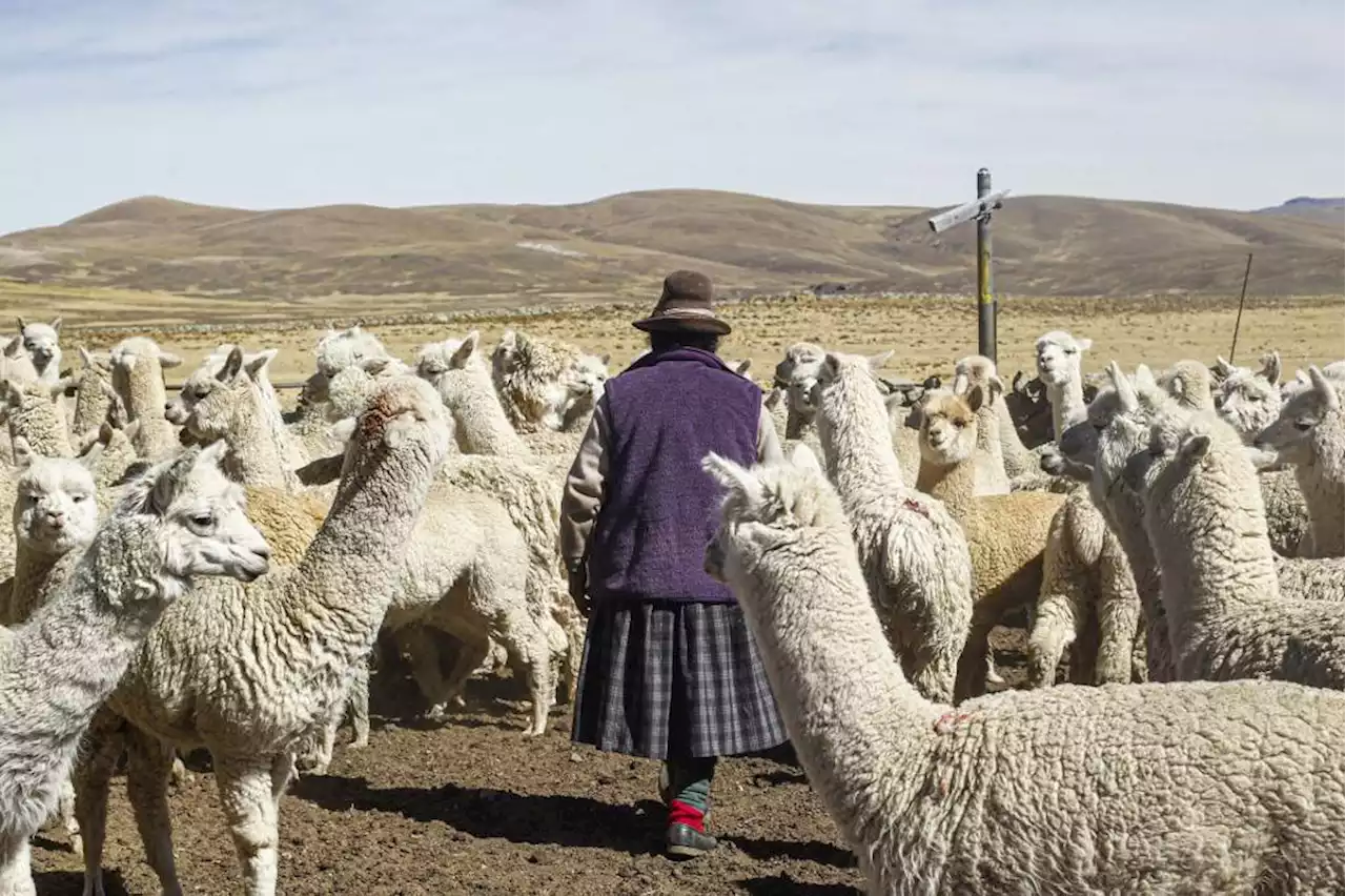 Drought in Peru Andes proves fatal for alpacas, potato crops