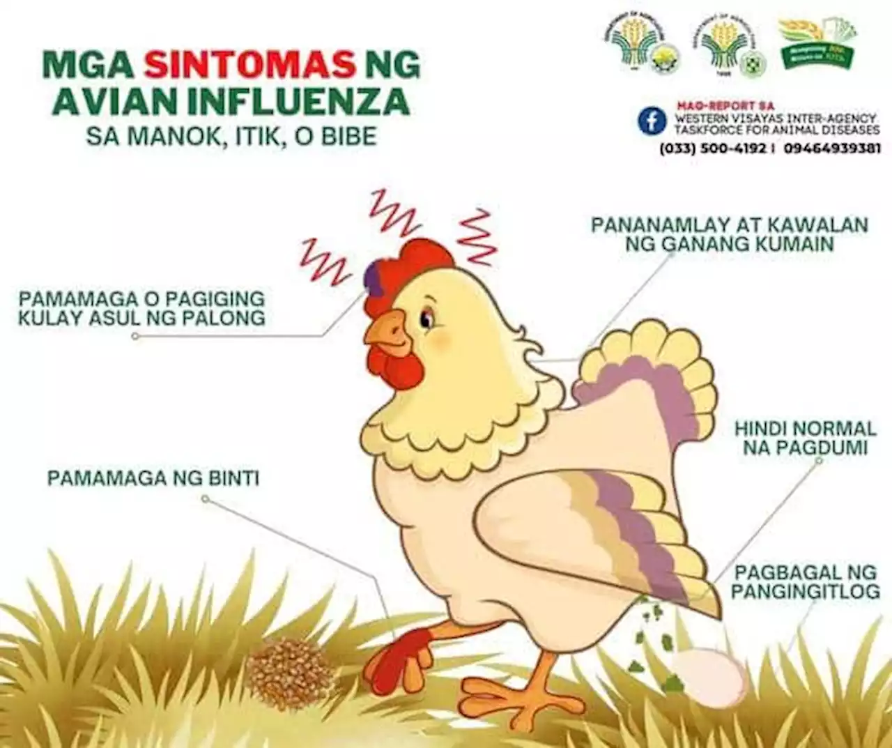 Western Visayas logs first case of bird flu – DA