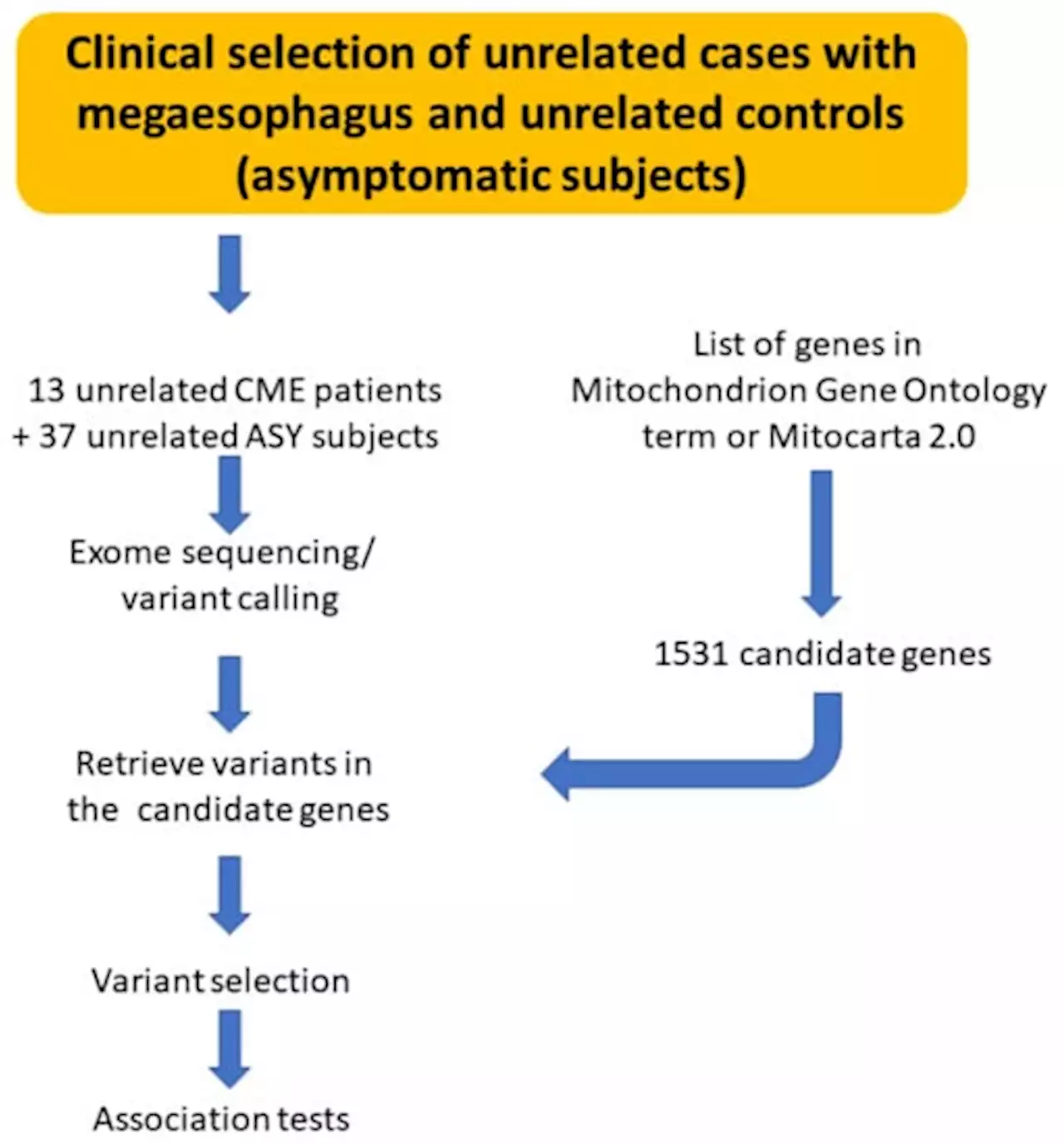 Chagas Disease Megaesophagus Patients Carrying Variant MRPS18B P260A Display Nitro-Oxidative Stress and Mitochondrial Dysfunction in Response to IFN-&gamma; Stimulus