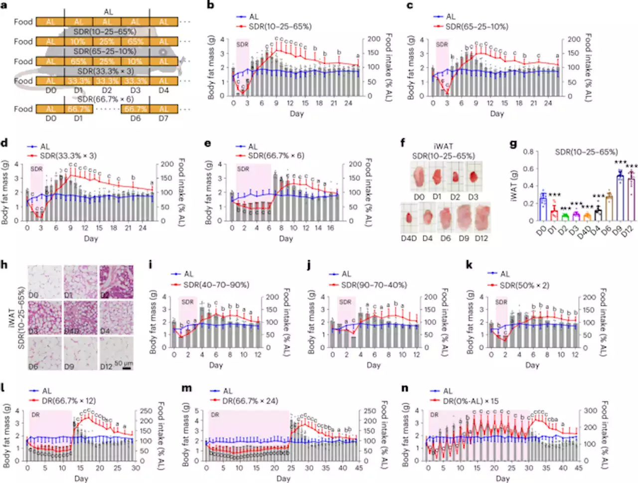 High-protein diet prevents fat mass increase after dieting by counteracting Lactobacillus-enhanced lipid absorption - Nature Metabolism