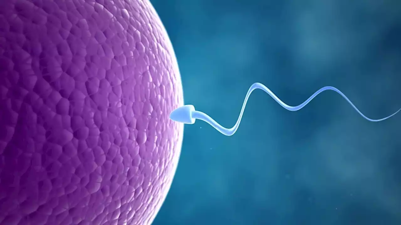 Male Infertility: A Threat to the Human Race?