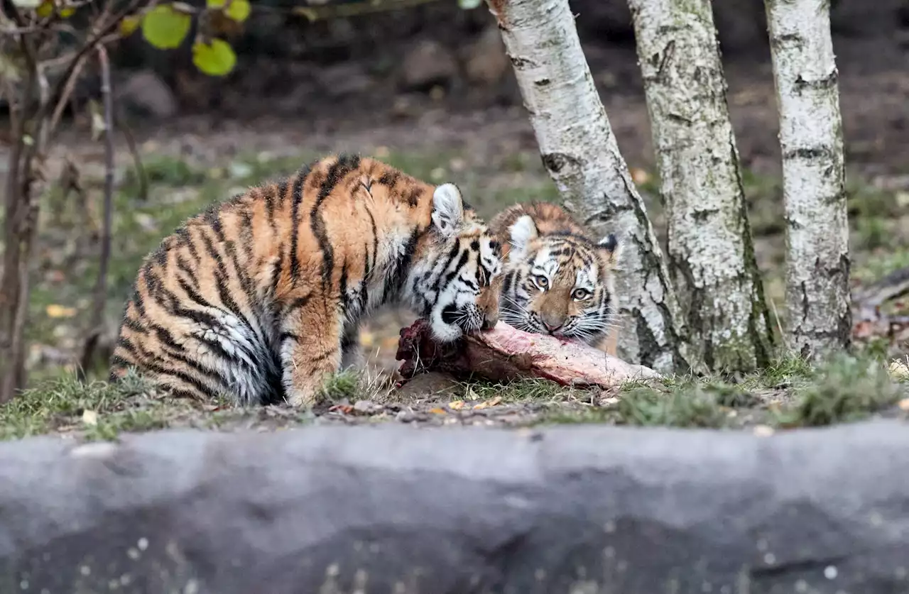 Leckerlis für die Tigerbabys: Bei Hagenbeck kommt schon der Nikolaus