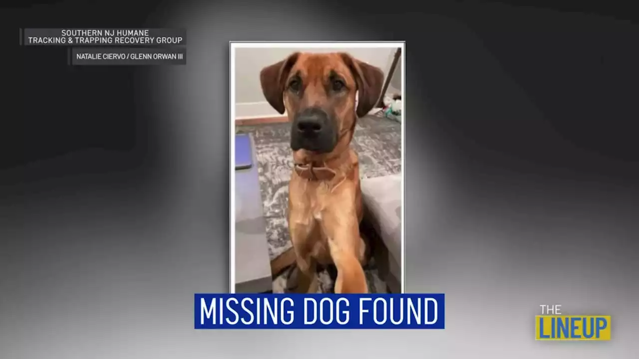 Missing Dog Reunited With Family: The Lineup