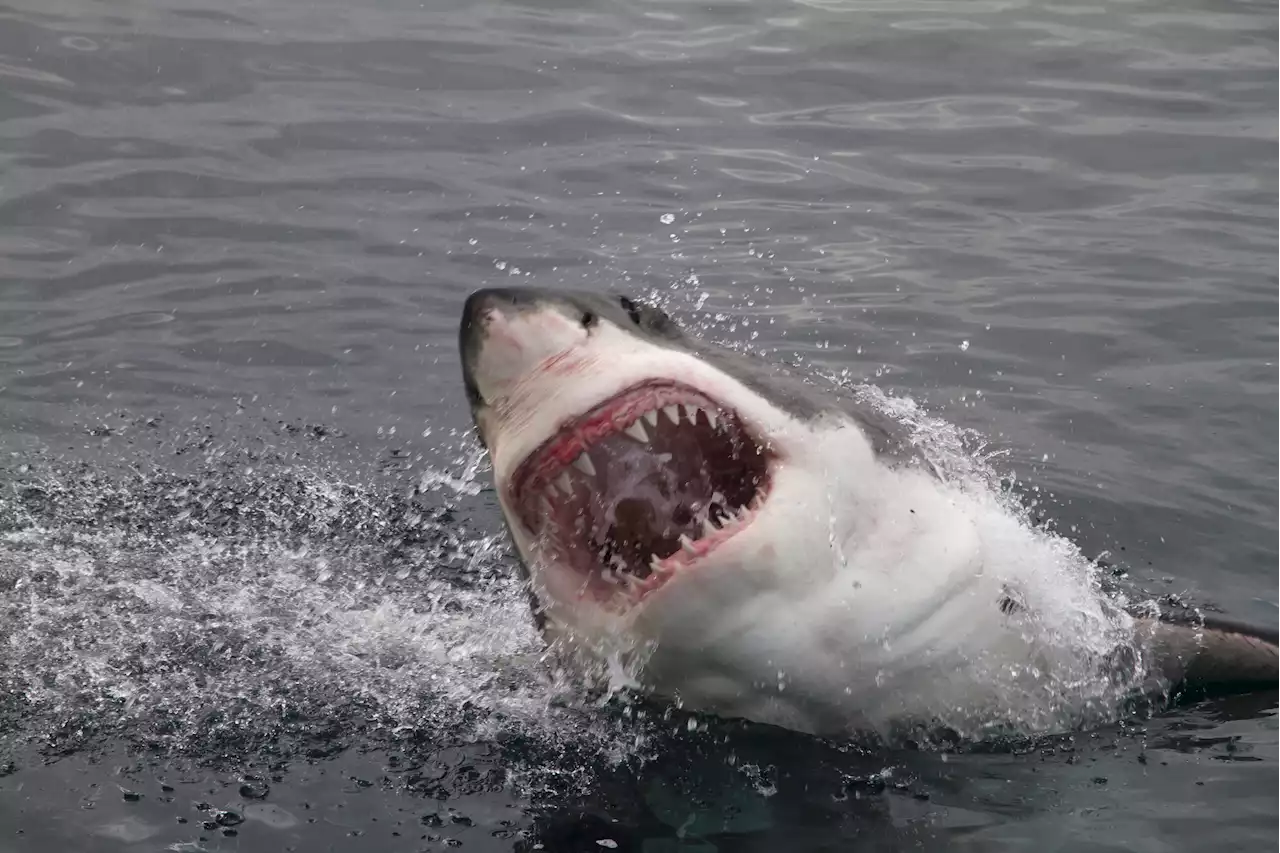 Huge great white sharks Mahone and Ironbound gather off Carolinas