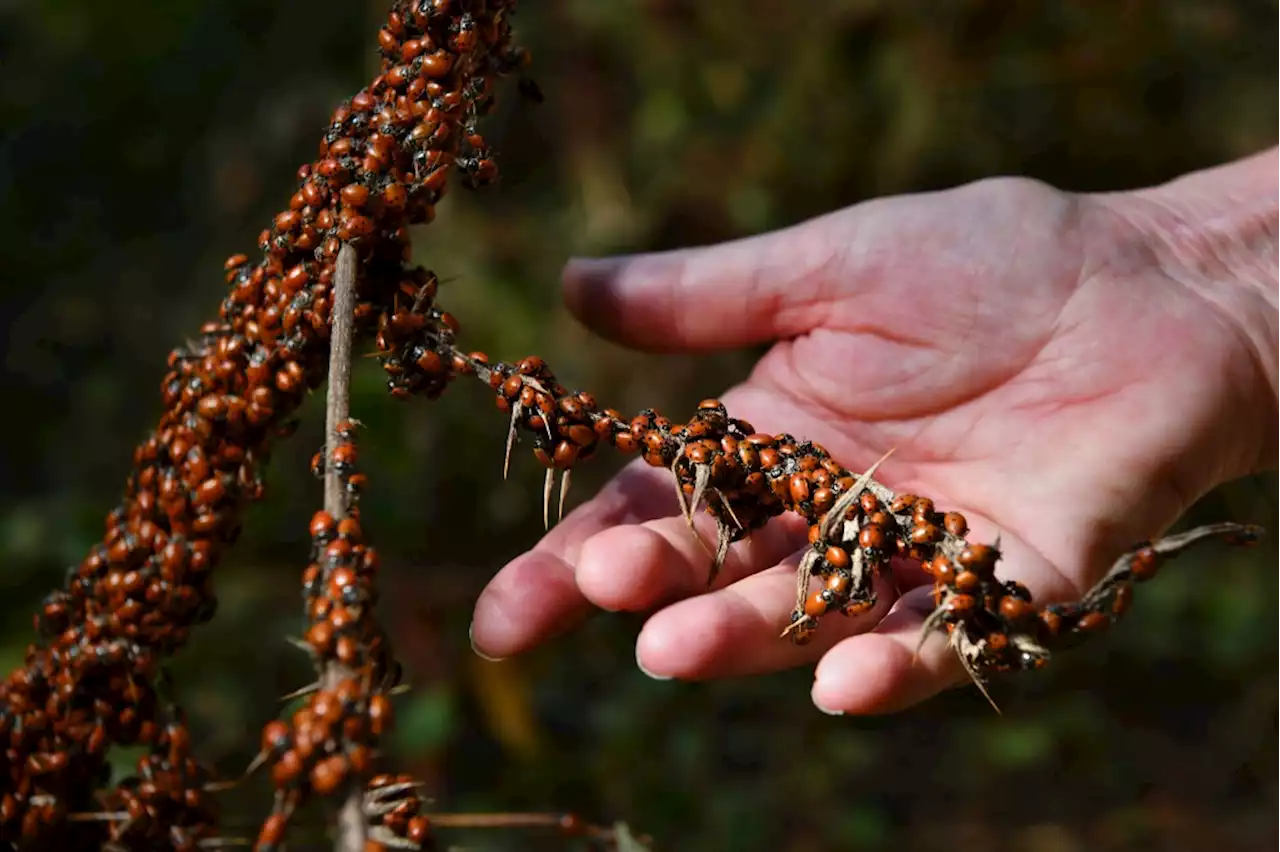 Park It: See migrating ladybugs on guided hike in Oakland hills