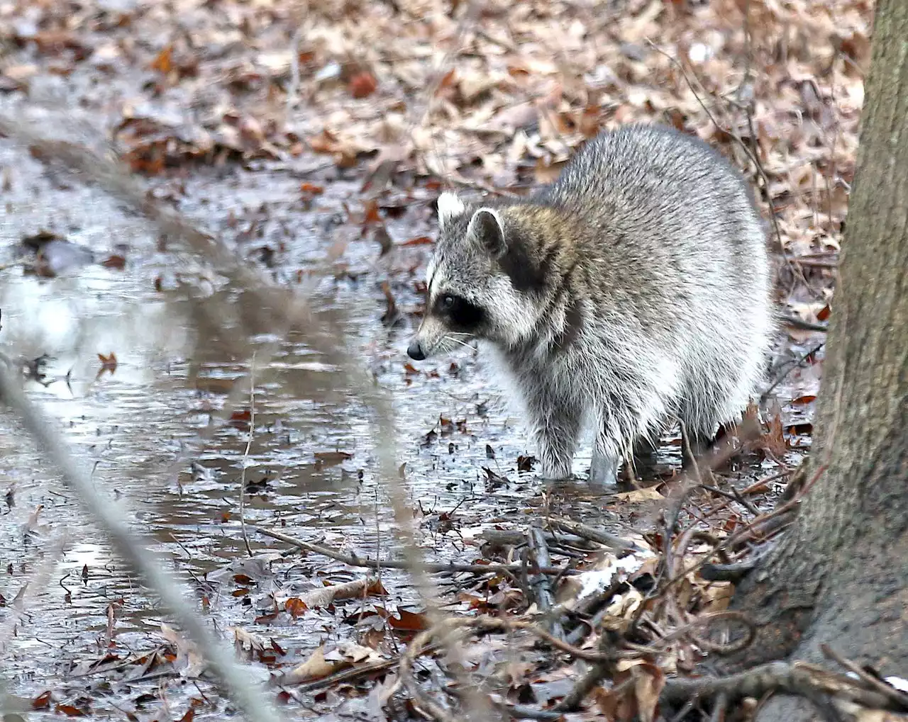 Videos show raccoon attack girl in Connecticut, coyote drag toddler in California