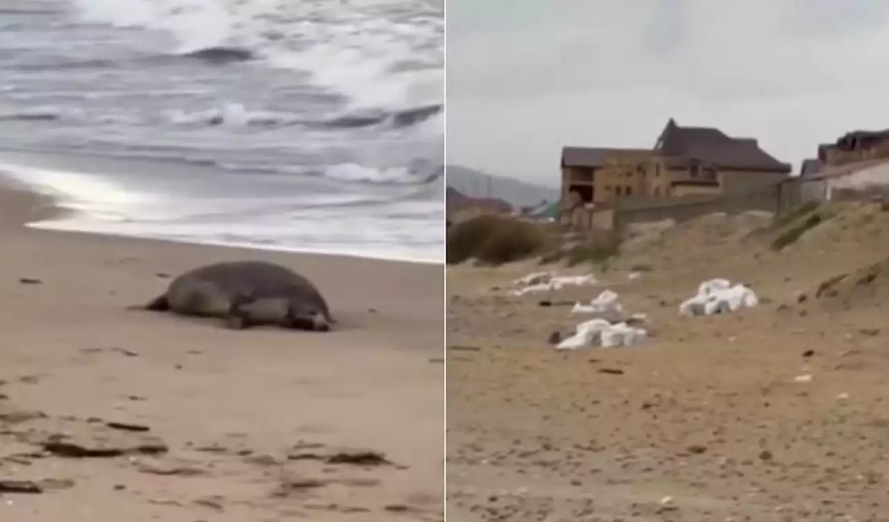 Cerca de 2,5 mil focas são encontradas mortas em praia da Rússia