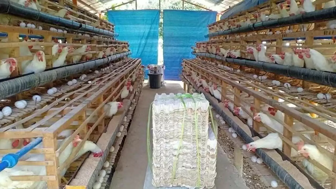 Capiz records bird flu case