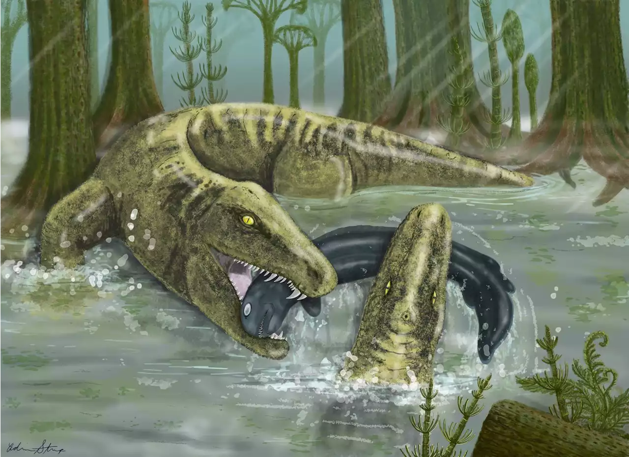 Prehistoric 'wonderfully weird beast' Whatcheeria grew big quickly