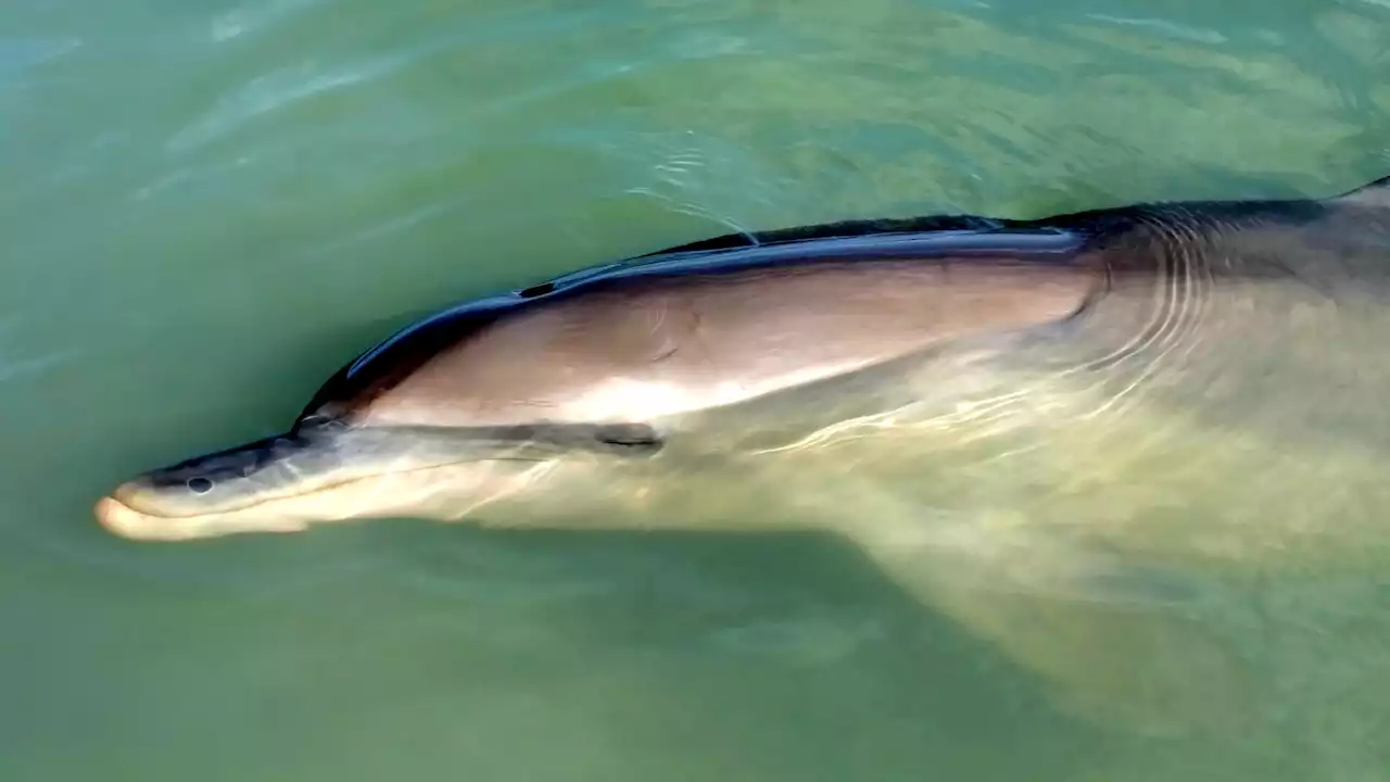 Mapi - Por qué los delfines duermen con los ojos abiertos