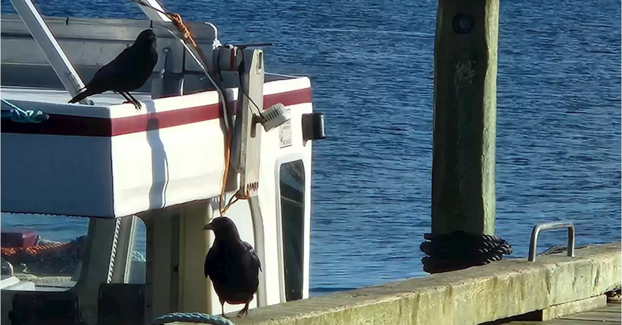 WEATHER PHOTO: Curious crows in Boutiliers Point, N.S. | SaltWire