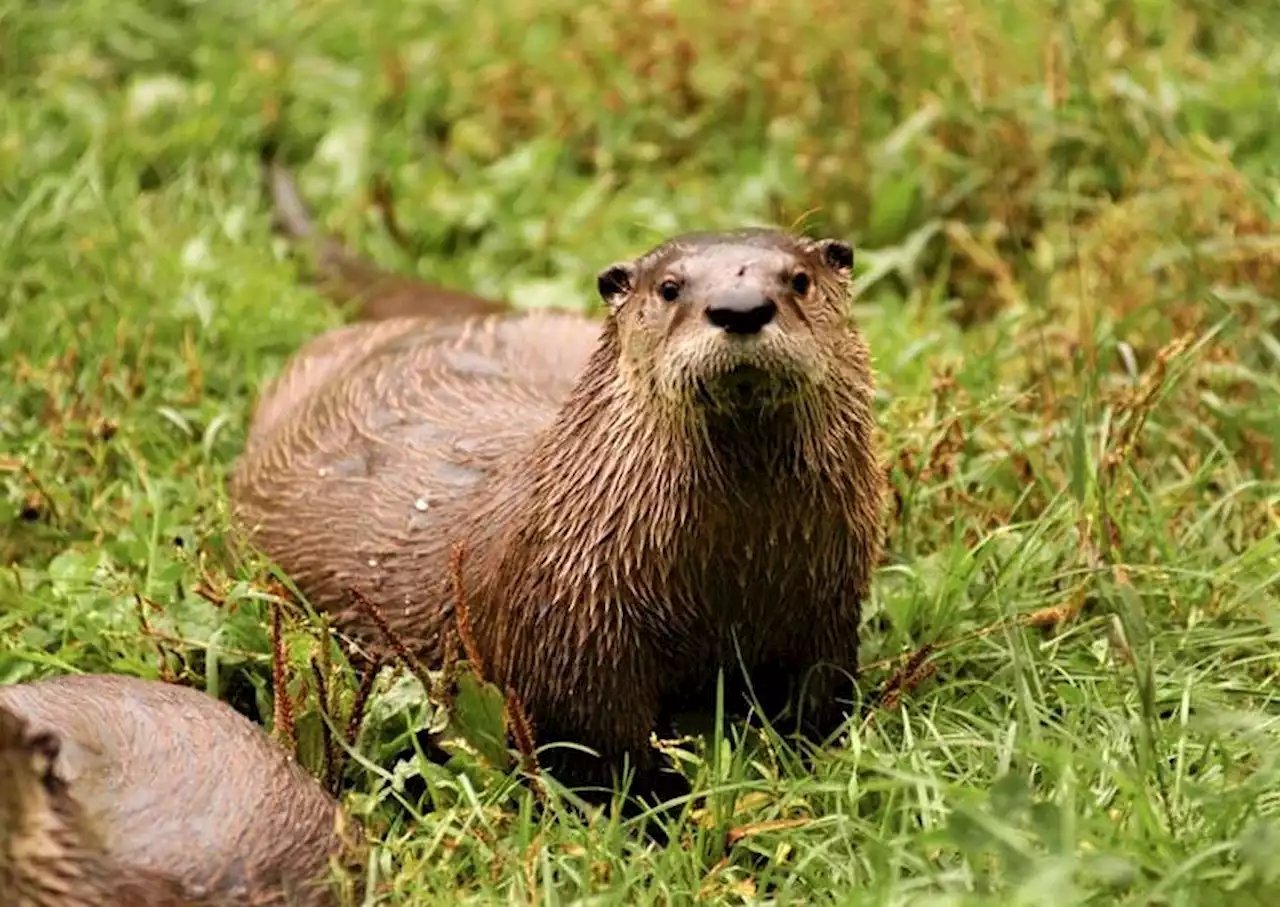 Walk in the Woods: Otters are nature’s show-off creatures | SaltWire