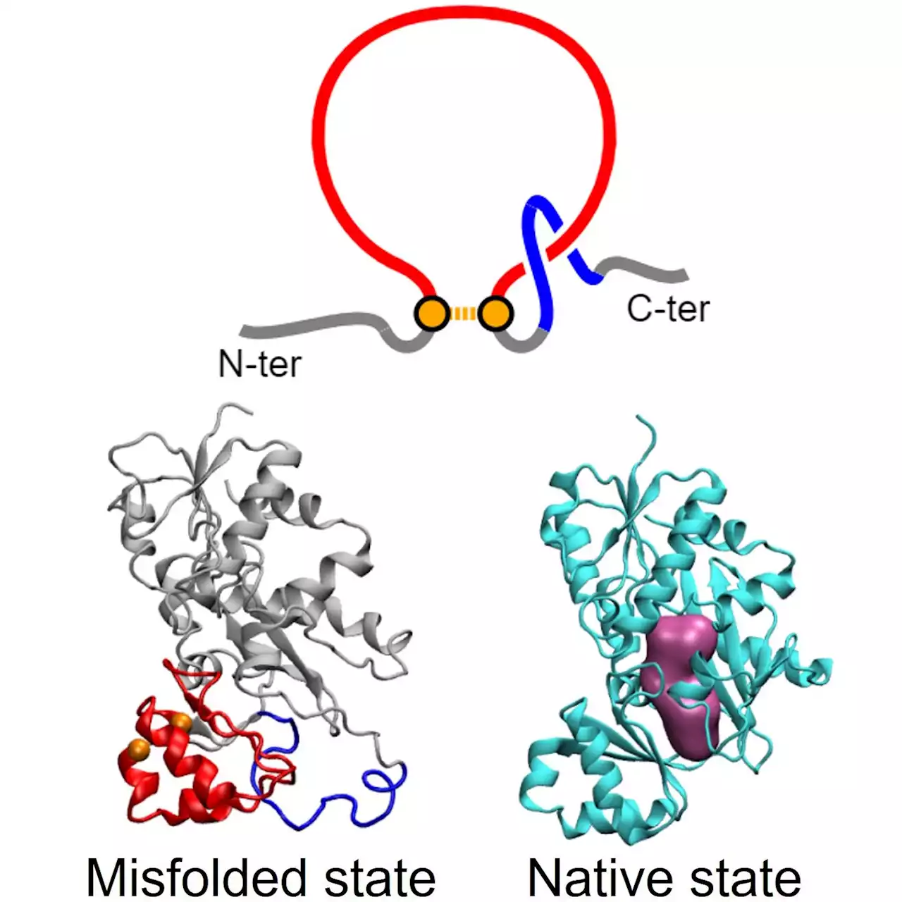 Chemists Discover Why Synonymous DNA Mutations Are Not Always Silent