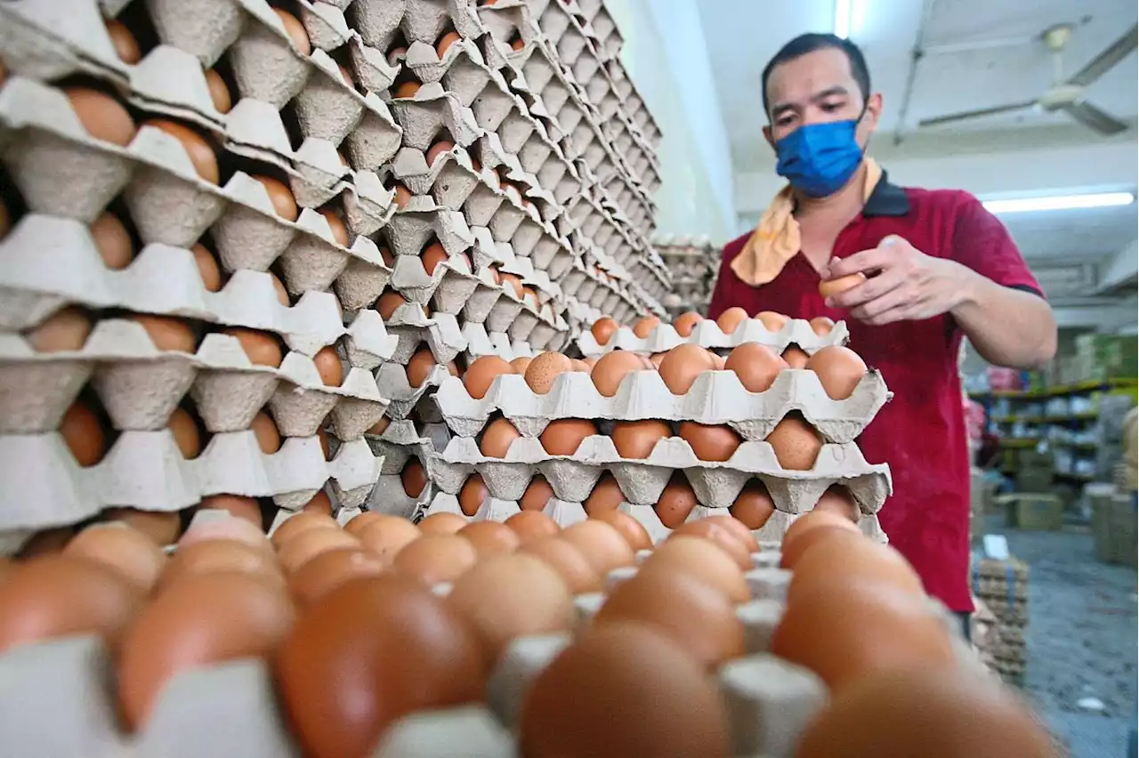 Adequate supply of eggs, subsidised cooking oil in Selangor