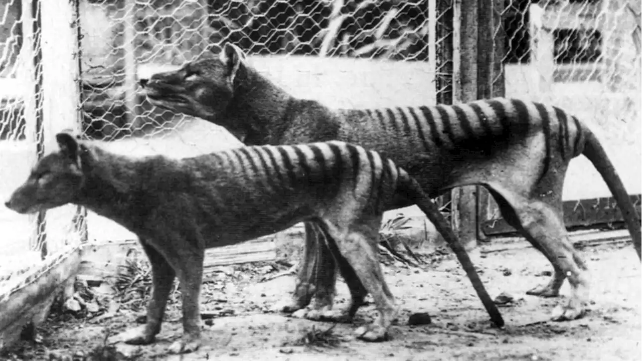 Last-Known Tasmanian Tiger Remains Found in Australian Museum's Cupboard