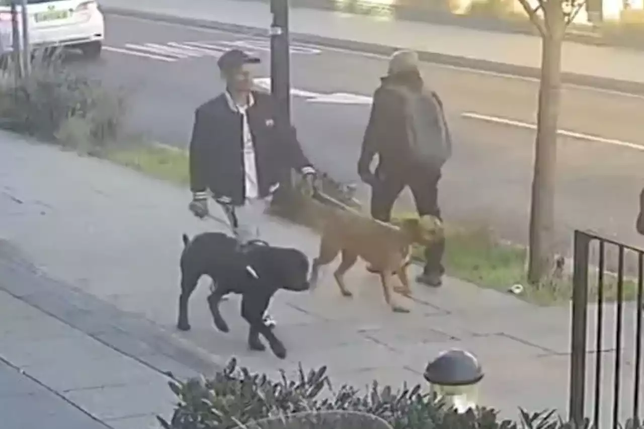 Girl, 11, mauled by dog in 'shocking and sustained attack' as cops release CCTV