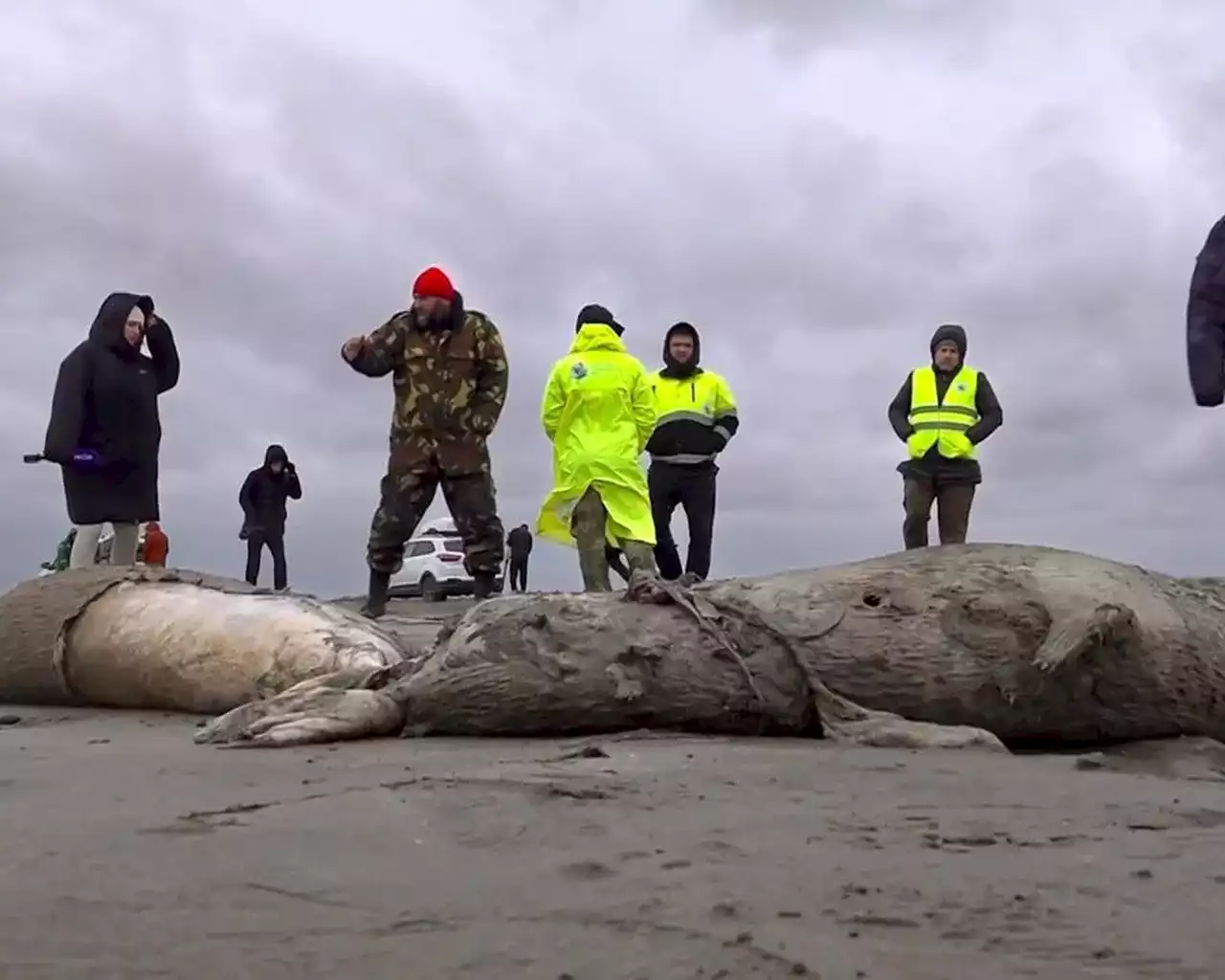 2.500 dead seals found on Russia’s Caspian coast