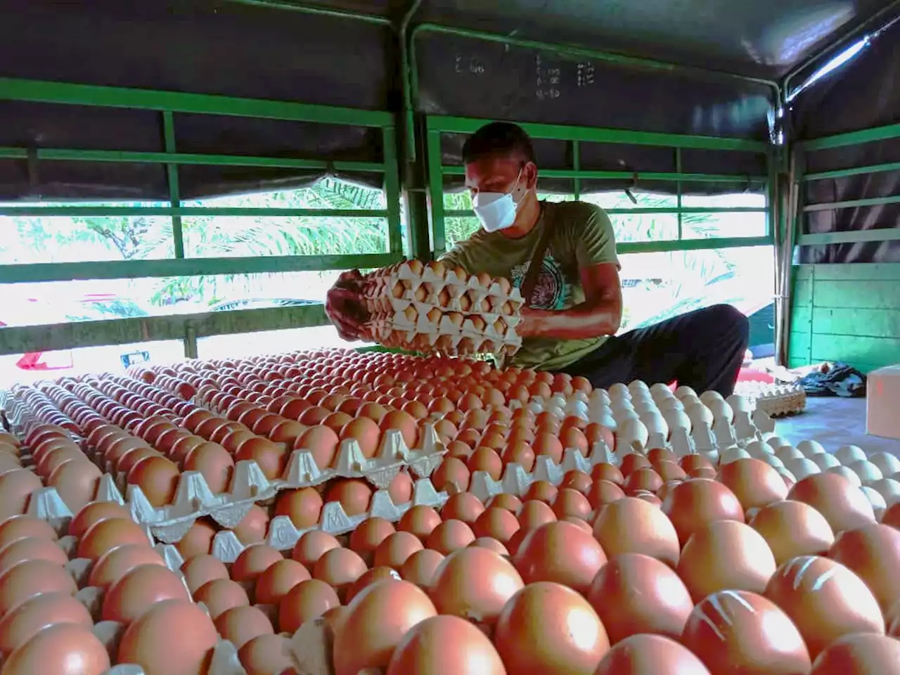 Harga telur lebih murah diumum esok