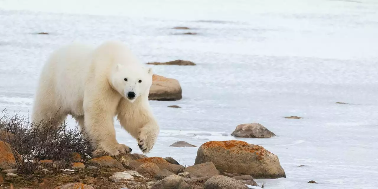 How One Canadian Town Learned to Live Alongside Polar Bears