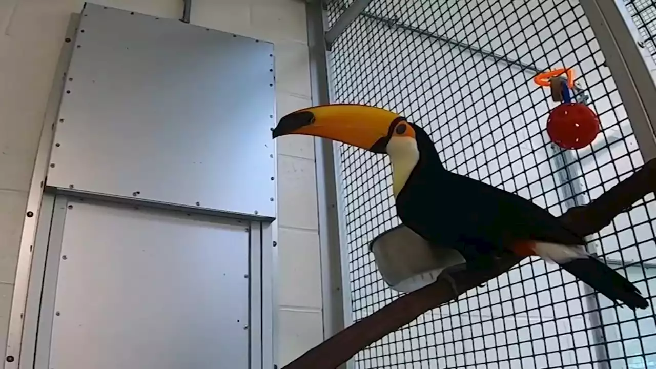 The Cape May County Zoo needs your help naming two new toco toucans