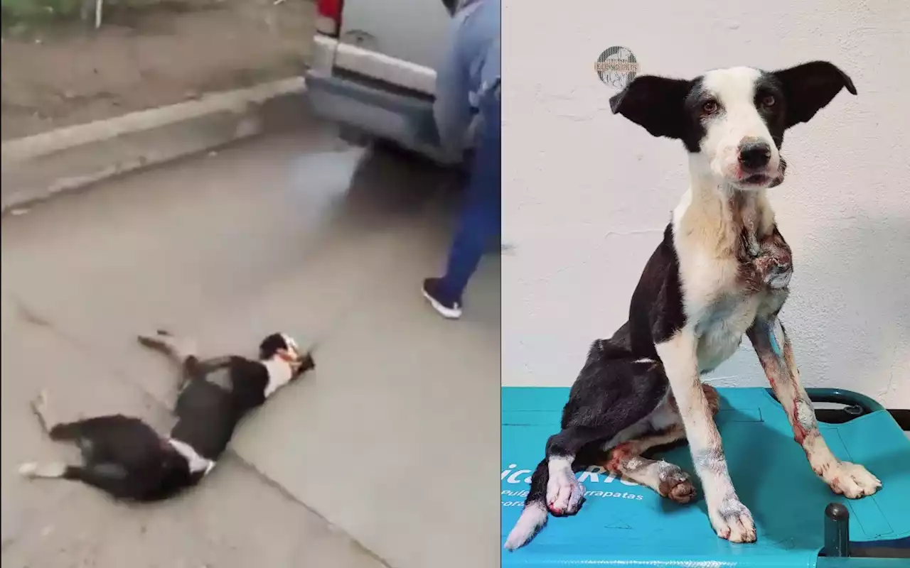 Sobrevive perrito que fue arrastrado por auto en Sonora