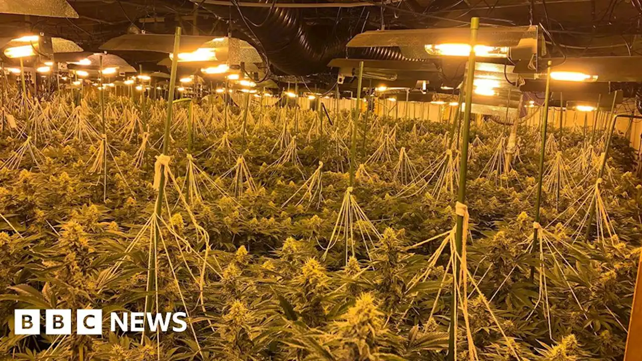 Wombwell: £1m cannabis factory found by police