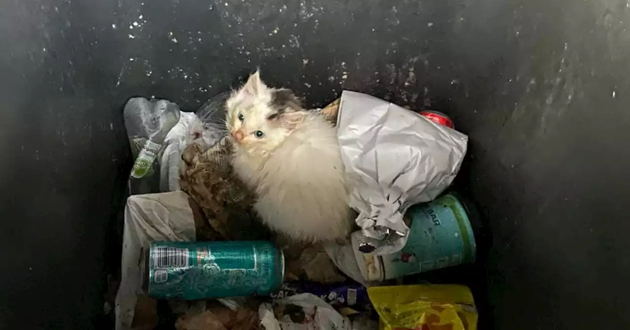 Kitten dumped in bin one of 'worst cases of neglect' says animal rescuer