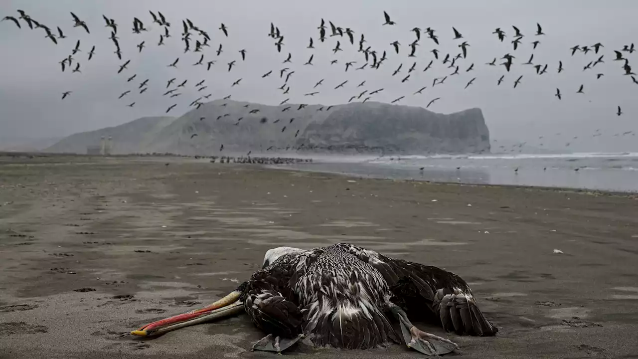 Grippe aviaire: plus de 22.000 oiseaux de mer retrouvés morts au Pérou