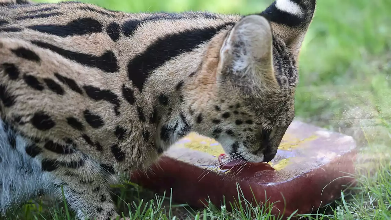 Quatre personnes interpellées pour trafic d'animaux sauvages sur les réseaux sociaux