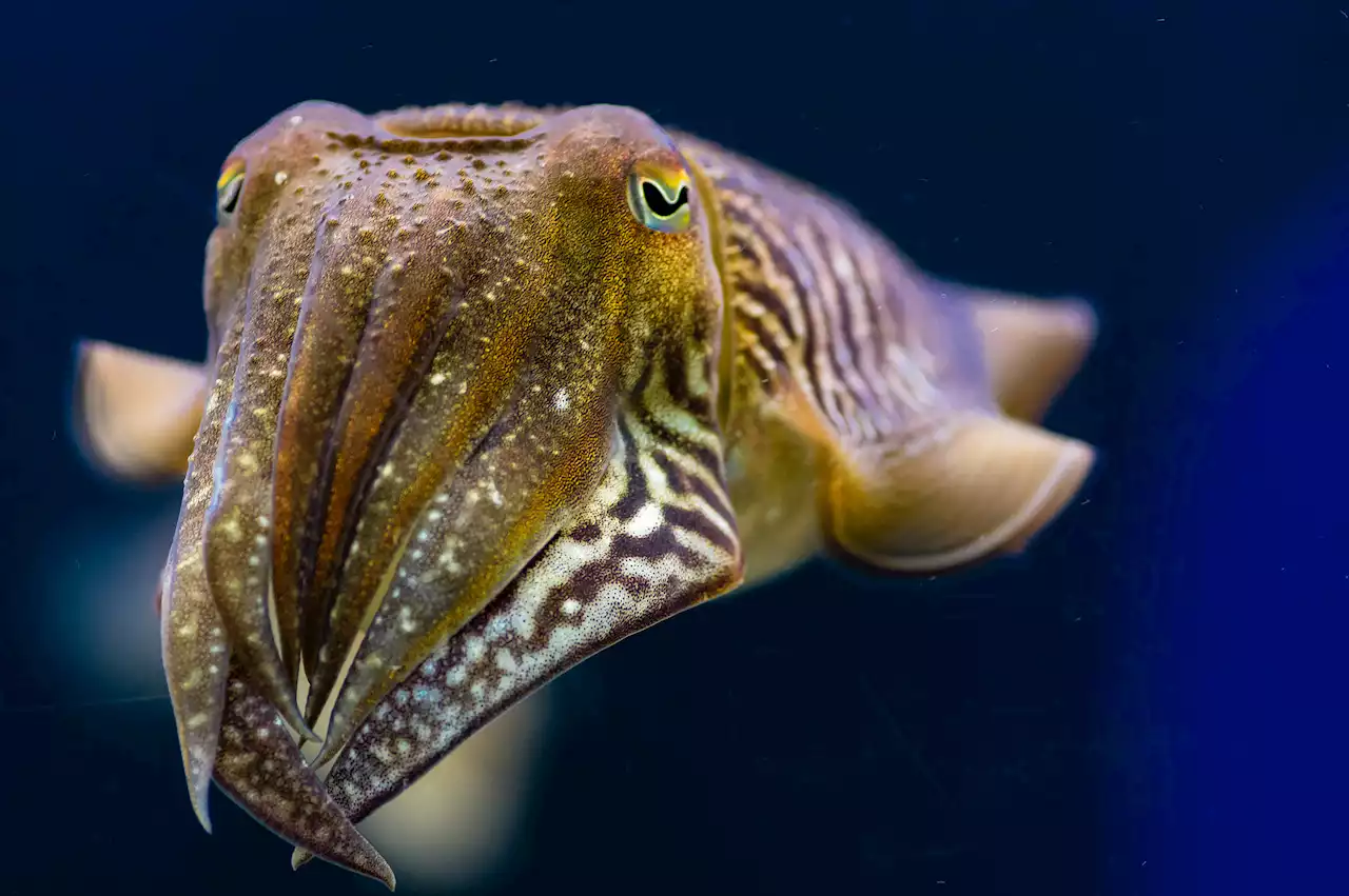 Cuttlefish passed a cognitive test designed for humans